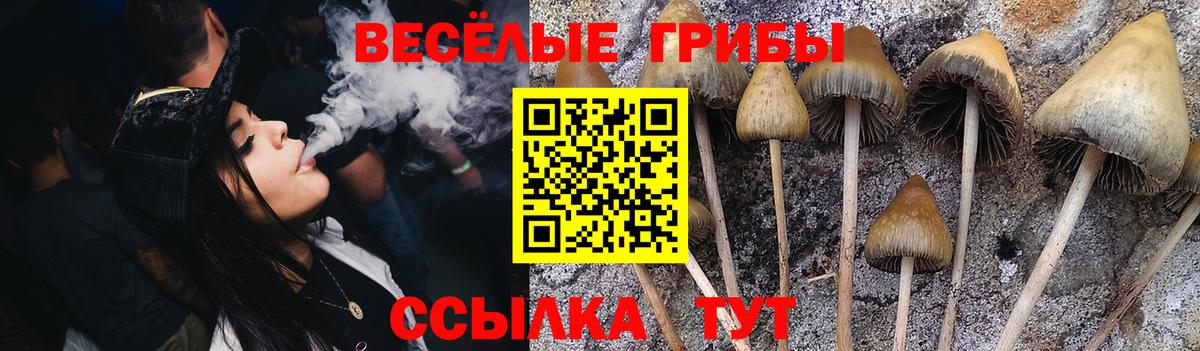Урус-Мартан  Галлюциногенные грибы Cubensis  Вход с VPN 